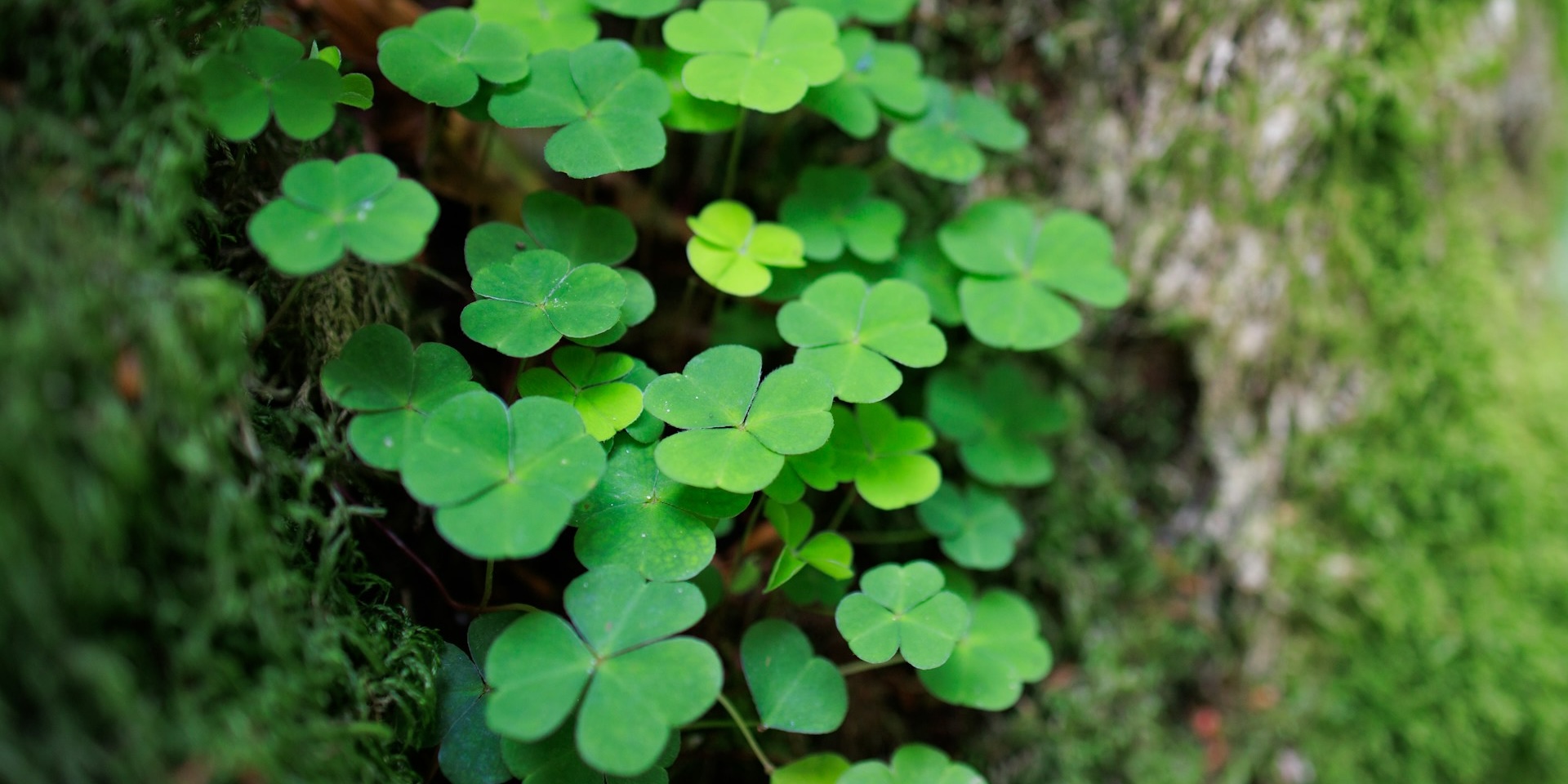 Clovers Luck Playbook